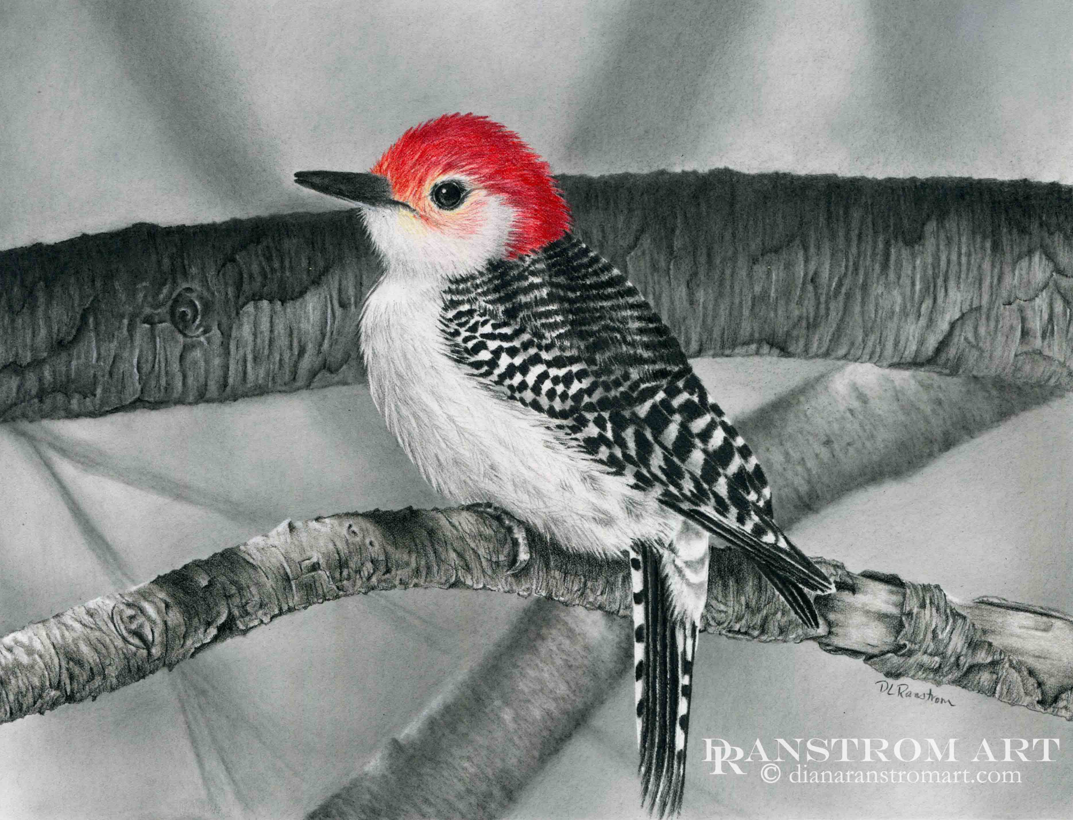 Redbellied Woodpecker, Original Charcoal Drawing - Diana Ranstrom Art