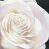 white rose II