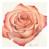 Peach rose watercolor