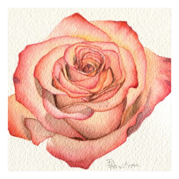 Peach rose watercolor