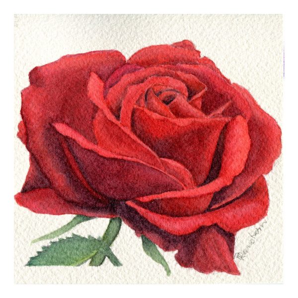 Red rose watercolor mini