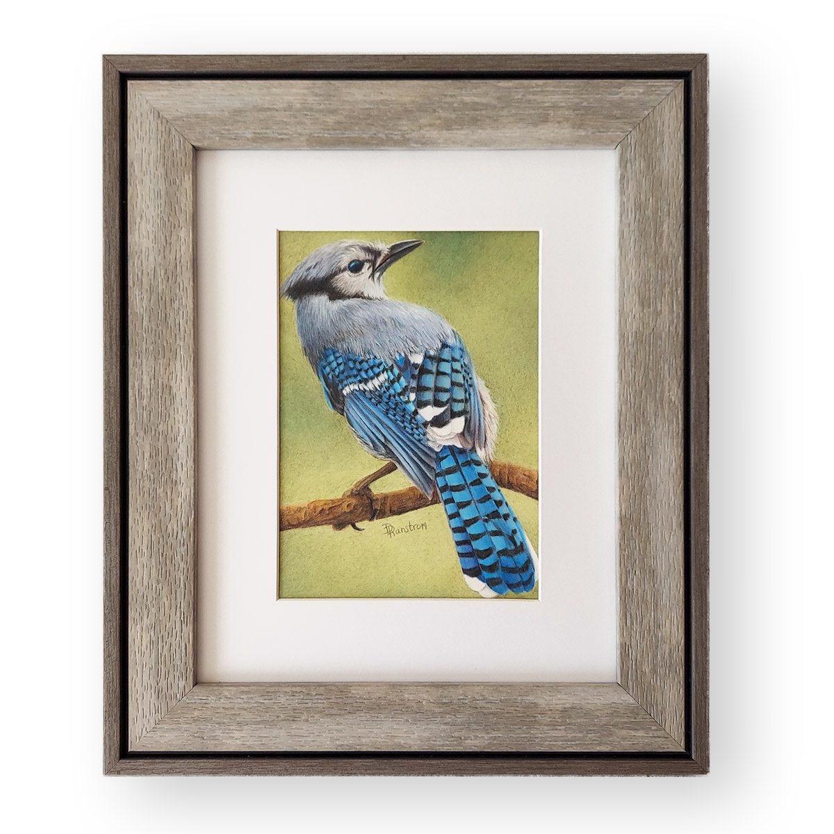 Blue Jay colored pencil drawing reproduction – Carrieanne's Art