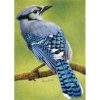 blue jay colored pencil drawing