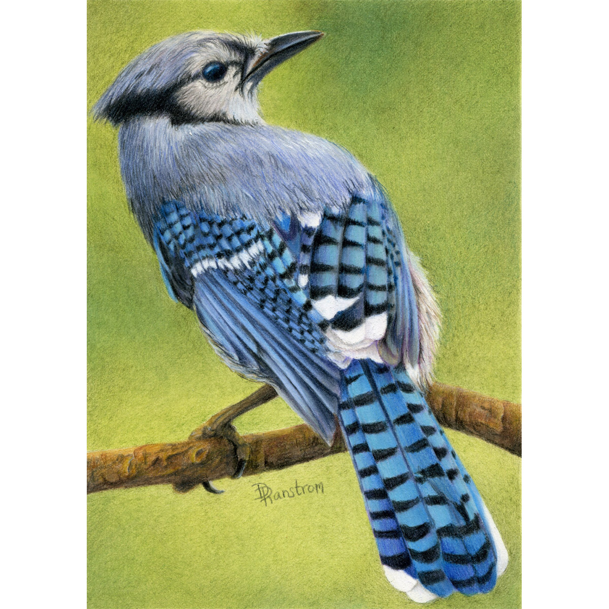 Blue Jay Colored Pencil Drawing - Diana Ranstrom Art