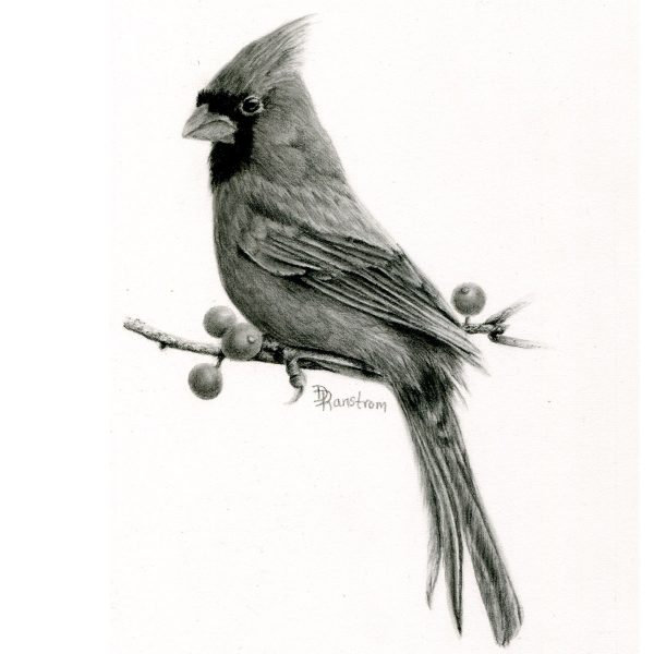Northern cardinal drawing