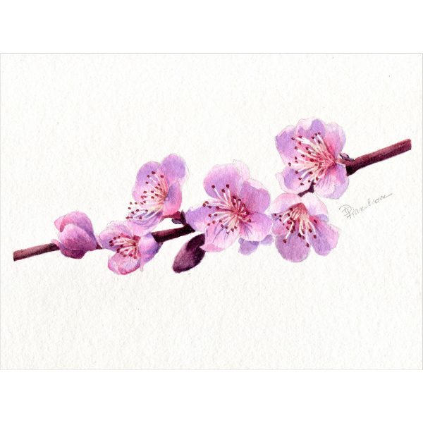 cherry blossom watercolor painting
