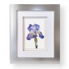 Iris watercolor framed