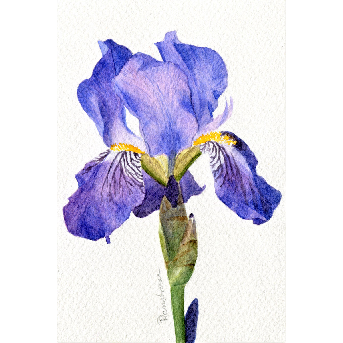 Purple Iris Watercolor Painting - Diana Ranstrom Art