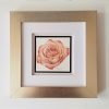 peach rose mini framed