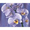 White orchids on purple