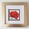 red rose watercolor framed