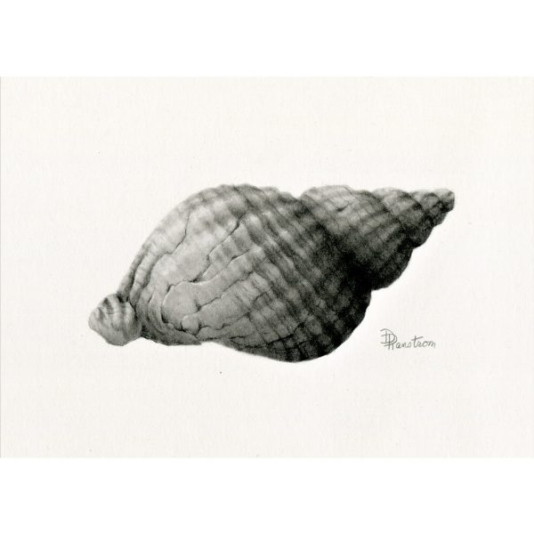 shell 1 giclee