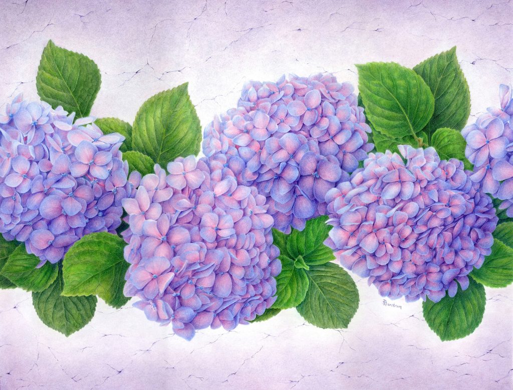 Hydrangea colored pencil drawing