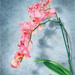 Moth Orchid original colored pencil drawing