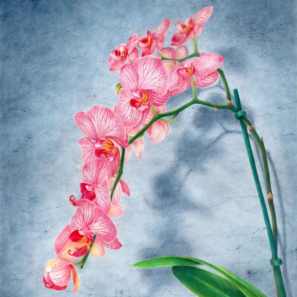 Colored pencil drawing of moth orchids